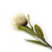 Haste de Flor Artificial Protea Creme Outono 42 cm - D'Rossi
