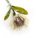 Haste de Flor Artificial Protea Creme Outono 42 cm - D'Rossi