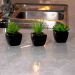 Kit 06 Suculentas Artificial Sortida Vaso Preto Unidades 6x6 cm - D'Rossi
