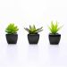 Kit 06 Suculentas Artificial Sortida Vaso Preto Unidades 6x6 cm - D'Rossi