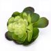 Suculenta Planta Artificial Verde 14x16 cm - D'Rossi
