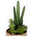 Vaso Decorativo Dourado com Cactos e Suculenta Artificial 19x8 cm F04 - D'Rossi
