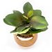Vaso Decorativo Dourado com Suculenta Artificial Folha Baixa 15x8 cm F04 - D'Rossi