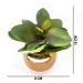 Vaso Decorativo Dourado com Suculenta Artificial Folha Baixa 15x8 cm F04 - D'Rossi