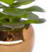 Vaso Decorativo Dourado com Suculenta Artificial Sedum Hirsutum 12x8 cm F04 - D'Rossi