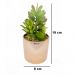 Vaso Decorativo Dourado com Suculentas Artificiais Sortidas 19x8 cm F04 - D'Rossi
