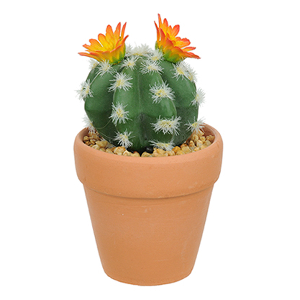 Vaso com Cacto Ferocactus Orcuttii Verde com Flor Amarela 14x6 cm - D'Rossi
