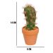 Vaso com Cacto San Pedro Verde com Espinho Rosado 14x6 cm - D'Rossi