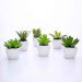 Kit 06 Suculentas Artificial Sortida Vaso Branco 6x6 cm - D'Rossi
