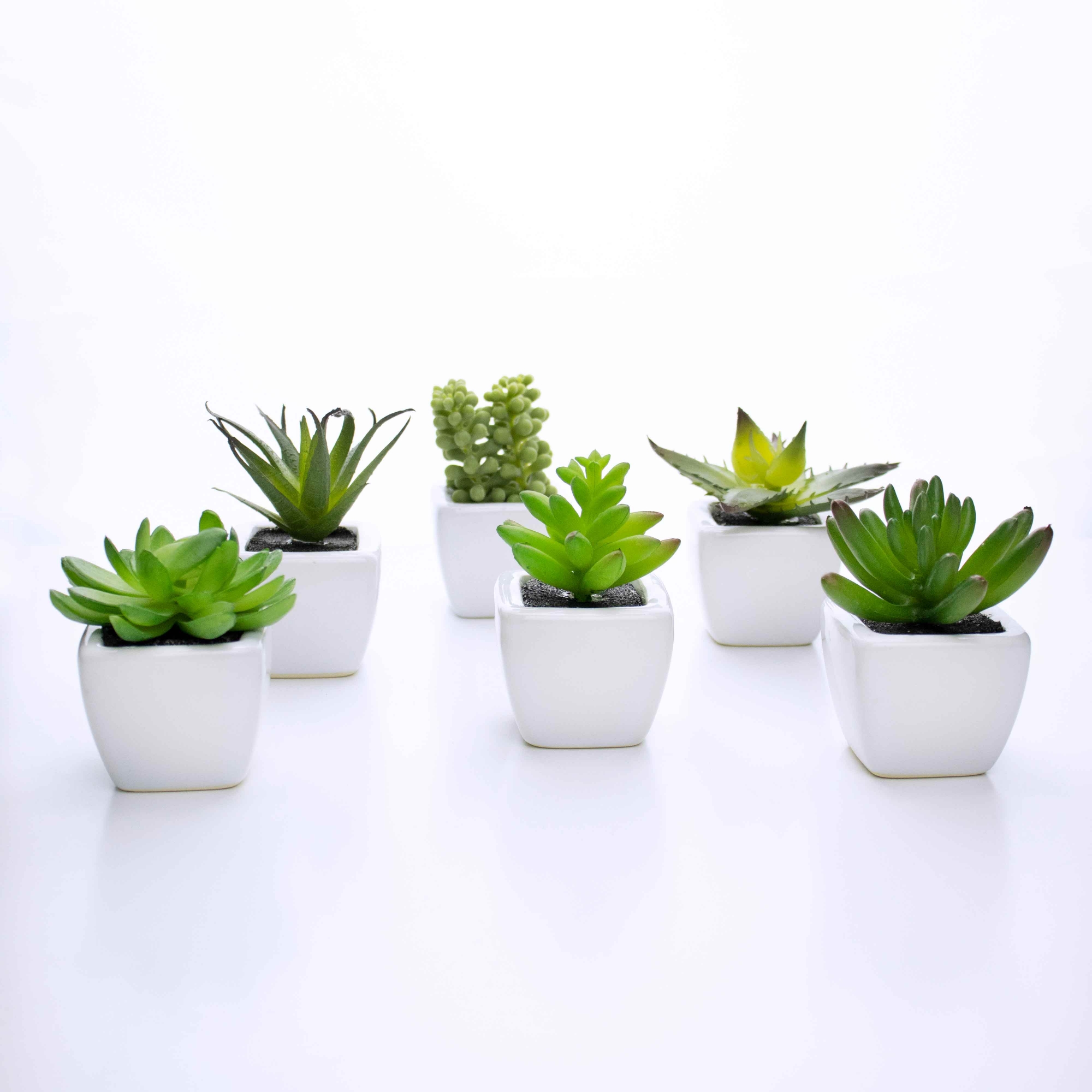 Kit 06 Suculentas Artificial Sortida Vaso Branco 6x6 cm - D'Rossi