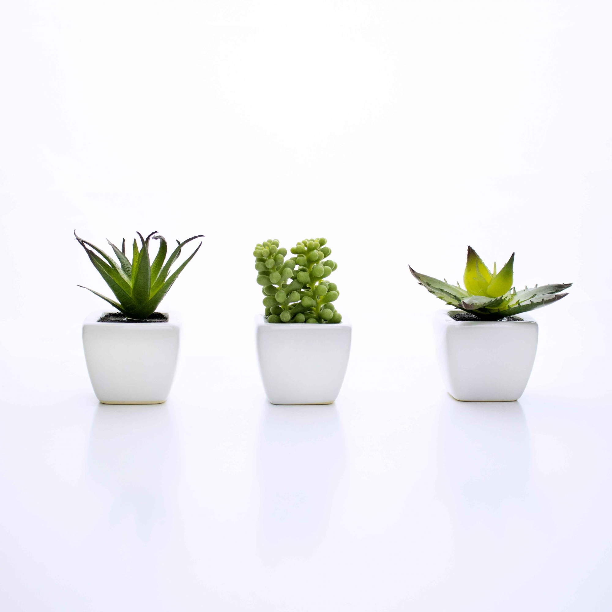 Kit 06 Suculentas Artificial Sortida Vaso Branco 6x6 cm - D'Rossi