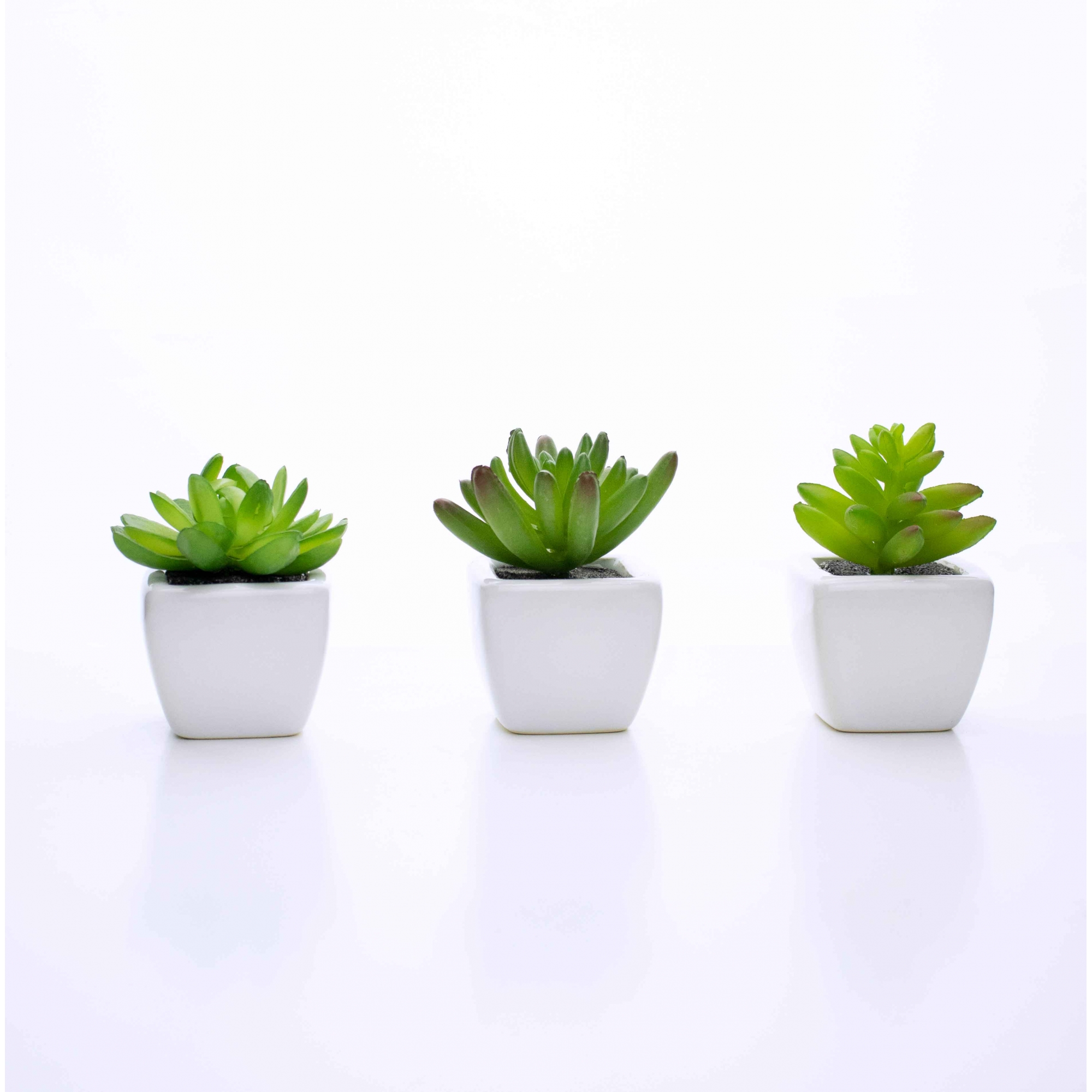 Kit 06 Suculentas Artificial Sortida Vaso Branco 6x6 cm - D'Rossi