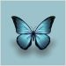 Quadro Borboleta Azul Tela Moldura Preta 40X40Cm