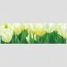 Quadro Panorâmico Tulipas Brancas 100X30Cm Moldura Interna