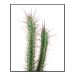 Quadro Decorativo Barcelona Cacto Cereus 40x50 cm 