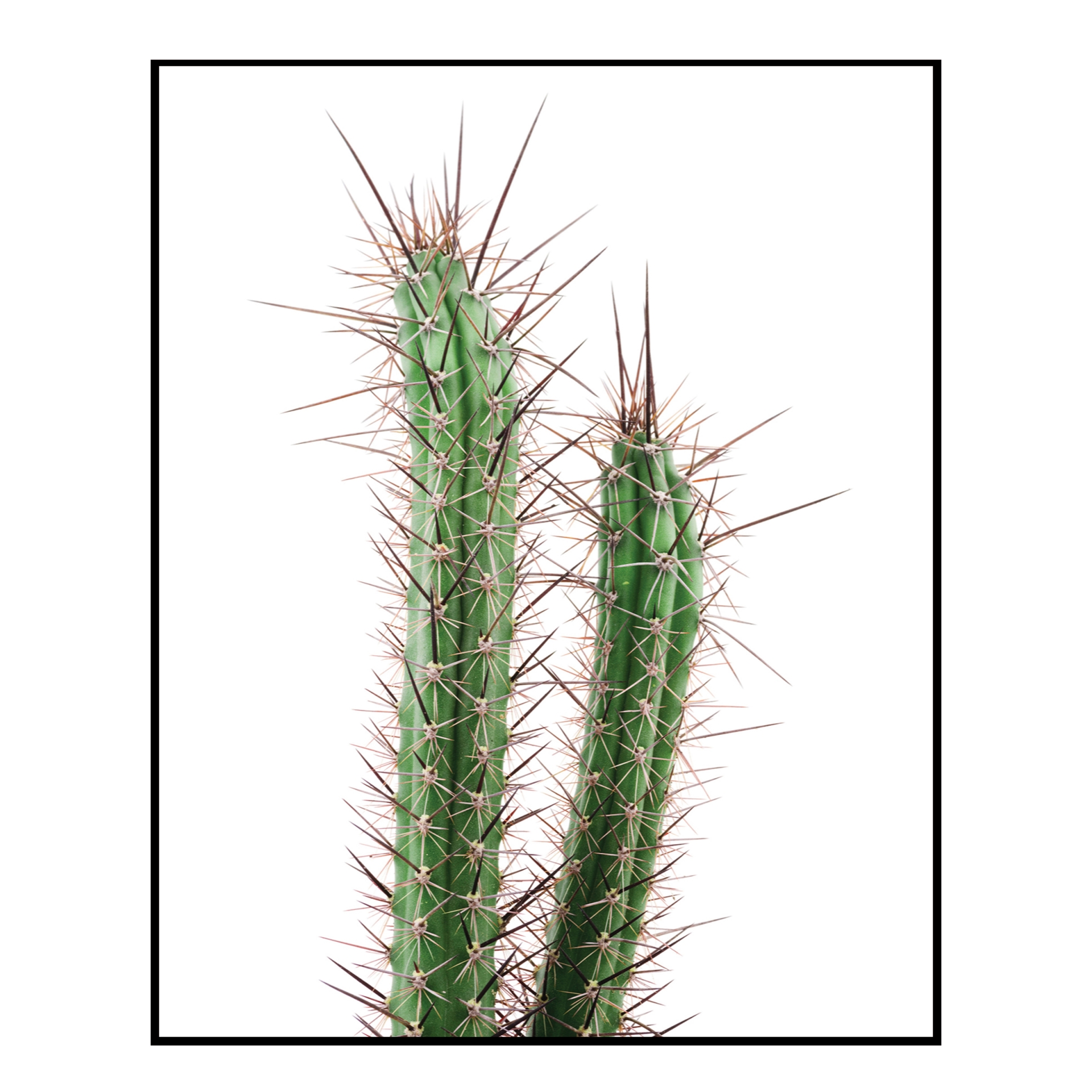 Quadro Decorativo Barcelona Cacto Cereus 40x50 cm 