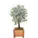 Planta Decorativa Ficus Verde e Branca