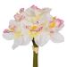 Ramalhete Decorativo Cymbidium Creme e Rosa