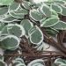 12 Ramos Decoração Arranjo Ficus Artificial Planta Decorativa Plástico 14 Galhos Cada 55cm