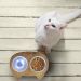 Comedouro Duplo Para Gato Com 2 Potes Aluminio 