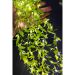 Cortina De Pisca Leds Luz Amarelo Com Fio Folhas Jardim 220v