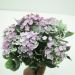 Kit 10 Plantas Kalanchoe Artificiais Flores Rosa Jardim 30cm