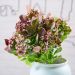 Kit 12 Plantas kalanchoe Artificial Flores Jardim Buquê 30cm