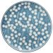 Kit 4 Pratos Rasos Unni Daisy Oxford® Cerâmica 26cm