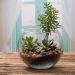Vaso Aquario De Vidro Vaso Redondo 2 L  
