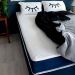 Cama Box Queen com Colchão Mola Ensacada Guldi Firme Branco e Azul