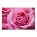 Tela Decorativa em Canvas Rosa