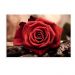 Tela Decorativa em Canvas Rosas