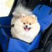 Assento Cadeirinha Pet para Carro Matelassado 45x45x55