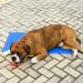 Tapete Gelado Pet Cães e Gatos Tamanho G 50x65cm Azul
