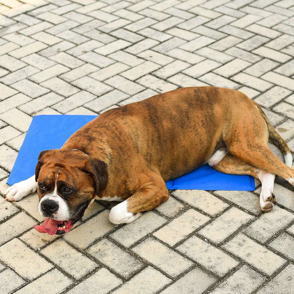 Tapete Gelado Pet Cães e Gatos Tamanho M 40x50cm Azul
