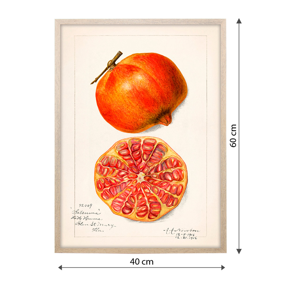 Quadro Cozinha Romã om Vidro Colorido 40x60 cm
