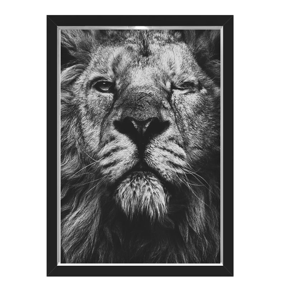 Quadro Caixa Lion Eye