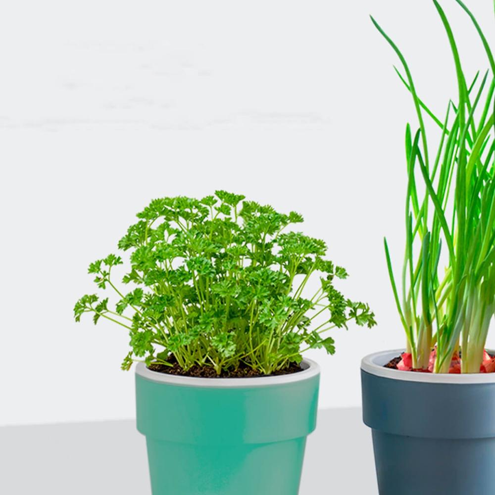 Vaso Auto Irrigável M Horta Vasos Para Plantas Tempero Flores Verde Menta