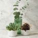 Vaso De Flor M Decorativo Planta Translucido Groove Jardim Verde Menta