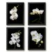 Kit 4 Quadros Florais Fotografias Orquídeas 33x24cm - com vidro