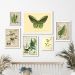 Kit 6 Quadros Botânica - Animais E Plantas Verdes - com vidro