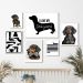 Kit 6 Quadros Cachorro Dachshund - Salsicha - com vidro