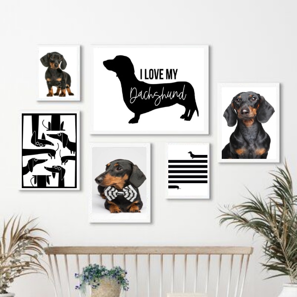 Kit 6 Quadros Cachorro Dachshund - Salsicha - com vidro