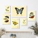 Kit 6 Quadros Decorativos Borboletas Vintage