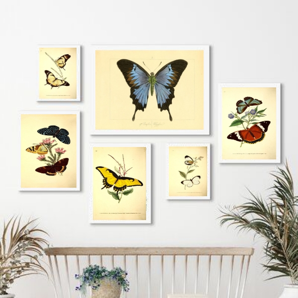 Kit 6 Quadros Decorativos Borboletas Vintage