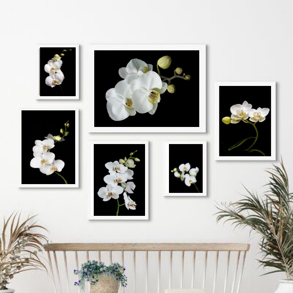 Kit 6 Quadros Florais Fotografias Orquídeas