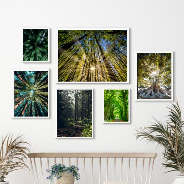 Kit 6 Quadros Fotografias Árvores Natureza