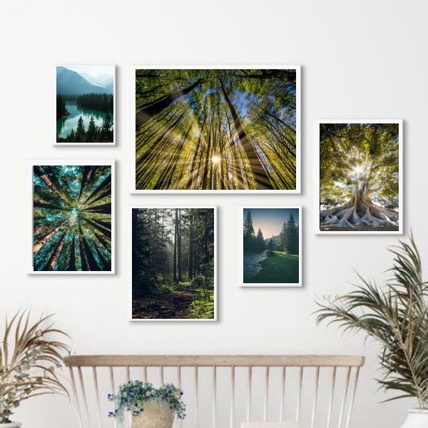 Kit 6 Quadros Fotografias Árvores Paisagens - com vidro