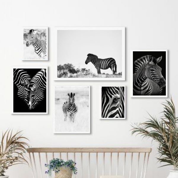 Kit 6 Quadros Fotografias Zebras- Preto e Marrom - com vidro