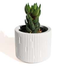 Vaso Decorativo Contemporâneo 7cm Em Cimento Artesanal  - Branco